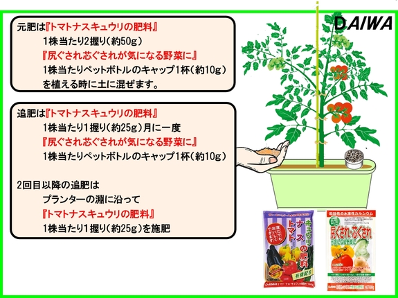 トマトソバージュ栽培６.jpg