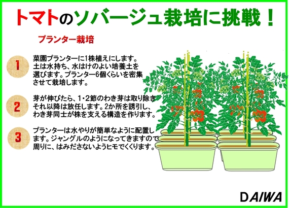 トマトソバージュ栽培２.jpg