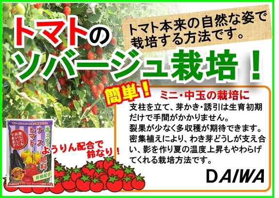 トマトソバージュ栽培Ｂ６.jpg