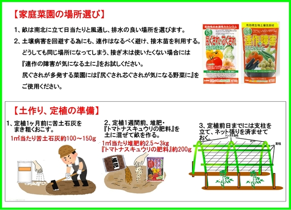 トマトソバージュ栽培３.jpg