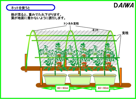 トマトソバージュ栽培５４.jpg