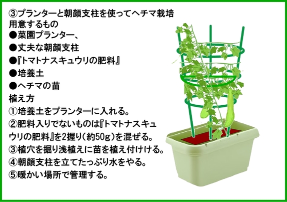 ヘチマ栽培５.jpg