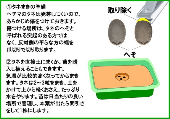 ヘチマ栽培.jpg