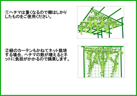 ヘチマ栽培3.jpg