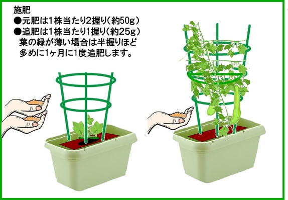 ヘチマ栽培７.jpg
