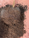アボカドの植え替え１.jpeg