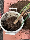 アボカドの植え替え３.jpeg