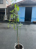 アボカドの植え替え４.jpeg