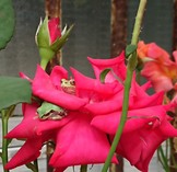 DSC_1092-750x1000.JPG