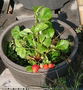 DSC_1057-750x1000.JPG