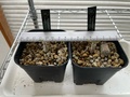 塊根植物　１.jpeg