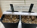 ４塊根植物.jpeg
