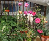 DSC_1081-1000x750.JPG