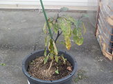 DSCN0097.JPG