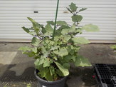 DSCN0140.JPG