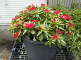 DSCN0141.JPG