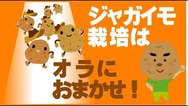 ジャガイモの植え付け