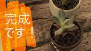 ぐい吞みに多肉植物！