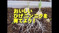 ひげニンニクを育てよう