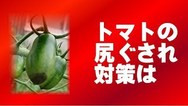 トマトの尻ぐされを治そう