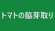 トマトの脇芽取り方法