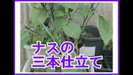 ナスの3本仕立ての方法