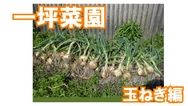 一坪栽培　玉ねぎ編.jpg