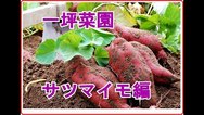 一坪菜園　サツマイモ