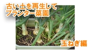 古い土を再生してプランター栽培　玉ねぎ編.jpg