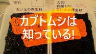 カブトムシは安全な再生材を知っている