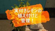 実付きレモンの植え付け