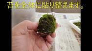 松ぼっくりで苔玉を作ろう
