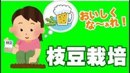 枝豆栽培