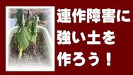 連作障害とはどんな症状？