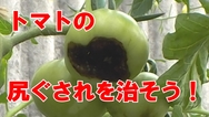 トマト尻ぐされを治そう２