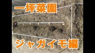 一坪菜園　ジャガイモ編