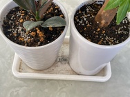 観葉植物３.jpeg