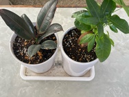 観葉植物４.jpeg
