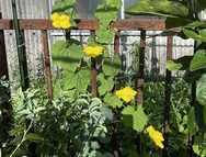 2022年7月11日　雄花開花