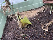 プランターの淵に沿って追肥