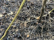 追い再生約2週間後の画像、白い根がびっしり