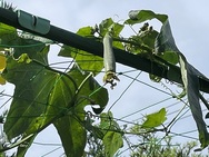2022年8月19日　新しいヘチマの実が付く