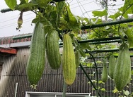 2022年9月８日　黄色に色づき始める
