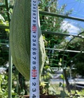 2022年8月18日　32㎝に成長
