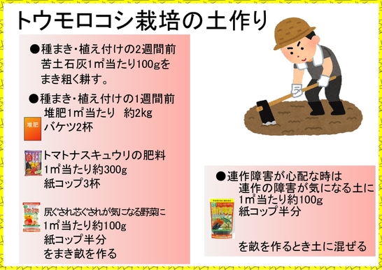トウモロコシ栽培２.jpg