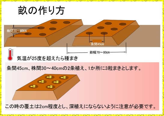 トウモロコシ栽培３.jpg