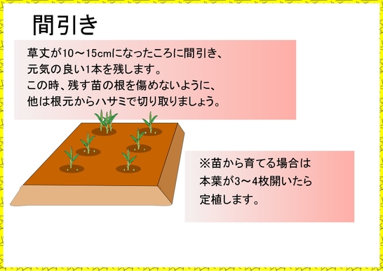 トウモロコシ栽培４.jpg