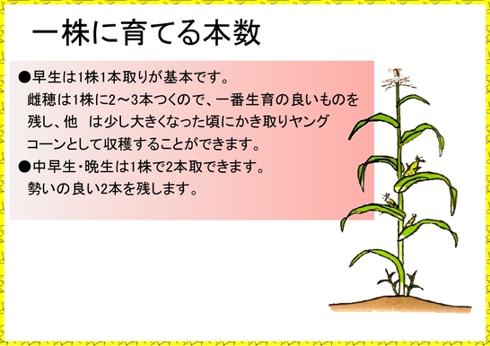 トウモロコシ栽培６.jpg