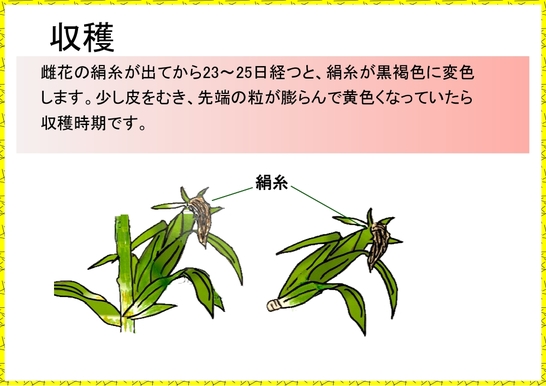 トウモロコシ栽培７.jpg
