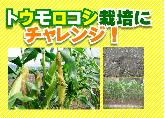 トウモロコシ栽培1.jpg